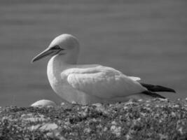 vogelstand Aan Helgolannd eiland foto