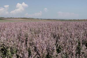 veld- van clary salie - salvia sclarea in bloeien, gecultiveerd naar extract de essentieel olie en honing. veld- met bloesem salie planten gedurende gouden zonsondergang, ontspannende natuur visie. dichtbij omhoog. selectief focus. foto