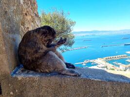 een aap schoonmaak zelf Aan de rots van Gibraltar foto