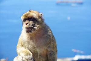 mooi hoor fotograaf van een Gibraltar aap met de zee in de achtergrond foto