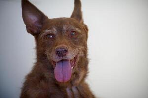 mooi hoor schot van een podenco hond foto