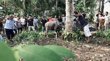 Indonesië - onderkant 29 juni 2023 de dorp gemeenschap is draag- uit de slachten van offer dieren welke zijn gevierd door allemaal moslims in de wereld foto