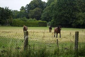 een paarden in de weiland. de paardenfokkerij boerderij. platteland leven. foto