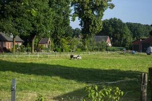 paarden in de weiland. de paardenfokkerij boerderij. platteland leven. foto