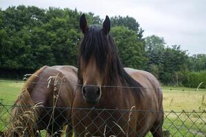 een paarden in de weiland. de paardenfokkerij boerderij. platteland leven. foto