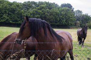 een paarden in de weiland. de paardenfokkerij boerderij. platteland leven. foto