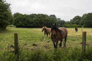 een paarden in de weiland. de paardenfokkerij boerderij. platteland leven. foto