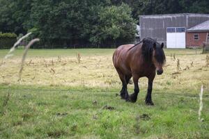 een paarden in de weiland. de paardenfokkerij boerderij. platteland leven. foto