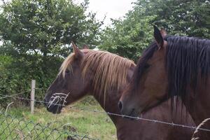 een paarden in de weiland. de paardenfokkerij boerderij. platteland leven. foto