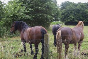 een paarden in de weiland. de paardenfokkerij boerderij. platteland leven. foto