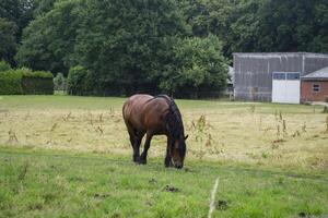 een paarden in de weiland. de paardenfokkerij boerderij. platteland leven. foto