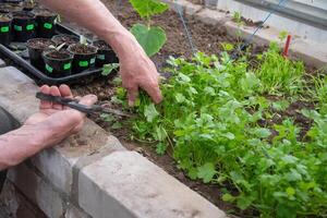 Mens snijdend oogst van vers peterselie en koriander met schaar in serre, voorjaar tuin werk, groeien biologisch Groenen foto