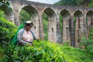 ella, sri lanka - 08-augustus-2019 - sri lanka boom picker vrouw plukken thee bladeren bijna negen bogen brug een iconisch toerist attractie plaats in ella, sri lanka. foto