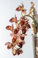 mooi orchidee bloem. catasetum tupa verscheidenheid. Afdeling steel met knoppen. een bijzonder soorten van gevlekte orchidee. bruin rood bloeiend fabriek. bloementeelt. foto