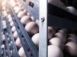 dichtbij omhoog de eieren Aan de trolley Aan de incubatie proces.uitbroeden eieren achtergrond. de chikcen eieren Aan de incubatie uitkomen machine werkwijze. broederij industrie. foto