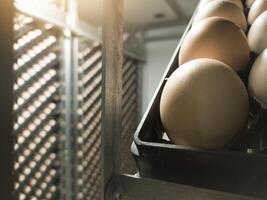 dichtbij omhoog de eieren Aan de trolley Aan de incubatie proces.uitbroeden eieren achtergrond. de chikcen eieren Aan de incubatie uitkomen machine werkwijze. broederij industrie. foto