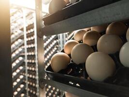 dichtbij omhoog de eieren Aan de trolley Aan de incubatie proces.uitbroeden eieren achtergrond. de chikcen eieren Aan de incubatie uitkomen machine werkwijze. broederij industrie. foto