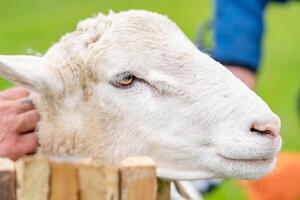 voorjaar scheren dier. dichtbij omhoog van gedeeld schapen. foto