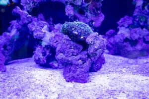 meerdere types van koraal en zee anemonen zo net zo stichodactyla gigantea, bubbel tip, en liponenma welke zijn vaak gebruikt net zo onderdak voor clown vis foto