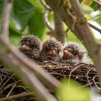 ai gegenereerd mollig baby vogelstand in een nest foto