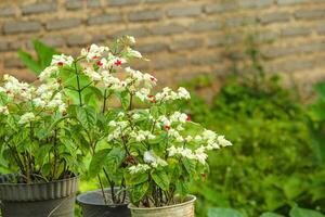 bloedend hart Liaan bloem fabriek of met de Latijns naam dicentra spectabilis een bloem dat meestal leeft in struiken maar is mooi wanneer gebruikt net zo een sier- fabriek foto