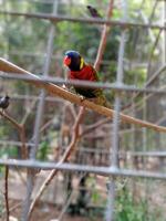 mooi vogel in een kooi, zeker spreeuw, gracupica tegen. Indonesisch inheems vogel jalak vogel foto