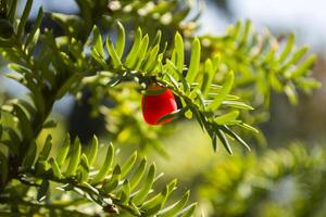 groenblijvend boom dichtbij omhoog. taxus boom. groen natuurlijk patroon. taxus baccata. foto