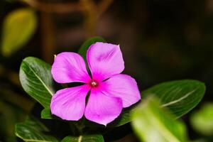 rosa de baaibayon foto