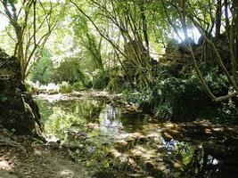 rivier- met reflectie in de Woud foto