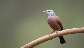 ai gegenereerd vogel fotografie, kastanjestaart spreeuw vogel afbeelding, meest mooi vogel fotografie, spreeuw natuur fotografie, ai beeld foto