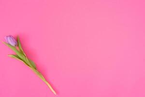 roze tulpen Aan de roze achtergrond. vlak leggen, top visie. valentijnsdag achtergrond. horizontaal,, afgezwakt foto