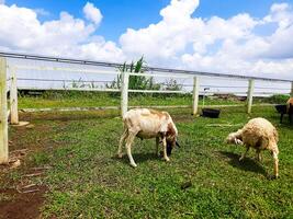 schapen landbouw in de sirukam zuivel boerderij toerisme dorp in solo, Indonesië foto