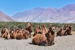kamelen in nubra vally, Ladakh foto