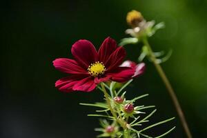 bloem foto, prachtig bloemen afbeeldingen, bloem afbeeldingen behang, bloem fotografie foto