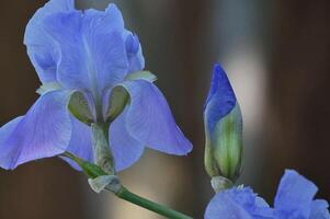 bloem foto, prachtig bloemen afbeeldingen, bloem afbeeldingen behang, bloem fotografie foto