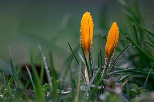 bloem foto, prachtig bloemen afbeeldingen, bloem afbeeldingen behang, bloem fotografie foto