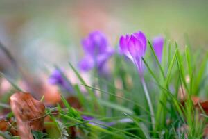 bloem foto, prachtig bloemen afbeeldingen, bloem afbeeldingen behang, bloem fotografie foto