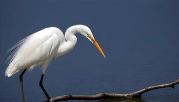 ai gegenereerd Super goed wit zilverreiger vogel voorraad foto, zilverreiger vogel fotografie.wildlife fotografie, foto