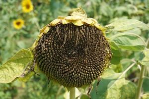 Bij de einde van een zonnebloemen bloeien periode. de bloemblaadjes hebben nu al gedaald uit en de zonnebloem zaden zijn nu beginnend naar rijpen meer foto