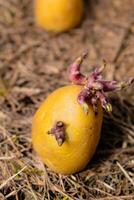 zaaien aardappelen Aan de grond Aan hakselhout, knol ontkiemen, solanum tuberosum foto