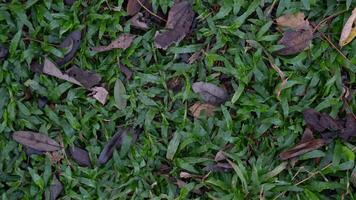 bovenstaand visie van tapijt gras met droog bladeren. voor achtergrond en getextureerd. foto