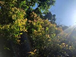 zon stralen door de bomen fotografie foto