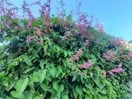 roze bloem klimplant fabriek voor hek foto