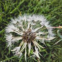 mooi paardebloem bloemen met vliegend veren foto