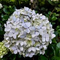 mooi wit hortensia of hortensia bloem dichtbij omhoog. foto