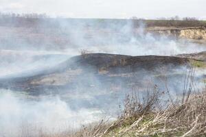 brandend droog gras in de veld- na de brand. natuurlijk ramp. Woud brand. foto