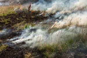 brandend droog gras in de veld- na de brand. natuurlijk ramp. Woud brand. foto