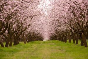 bloeiende amandel boomgaard. mooi bomen met roze bloemen bloeiend in voorjaar in Europa. amandel bloesem. foto