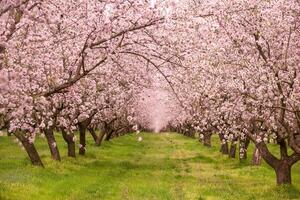 bloeiende amandel boomgaard. mooi bomen met roze bloemen bloeiend in voorjaar in Europa. amandel bloesem. foto