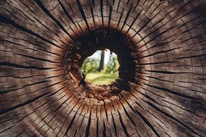 ai gegenereerd gat in een boom kofferbak, natuurlijk hout structuur achtergrond foto